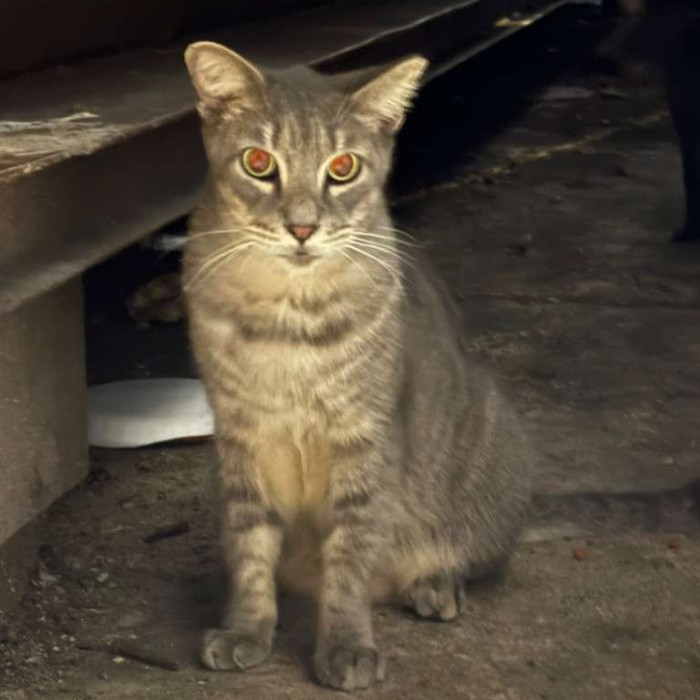 Photo of Misty