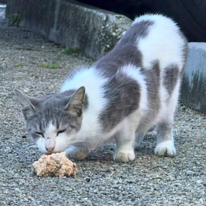 Photo of Fluffiness