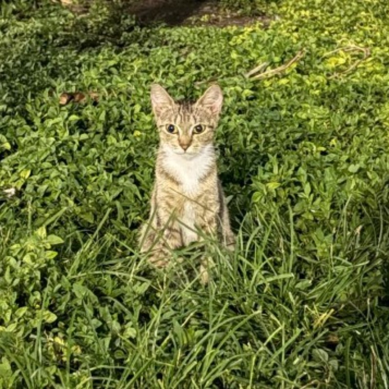 Photo of Brave