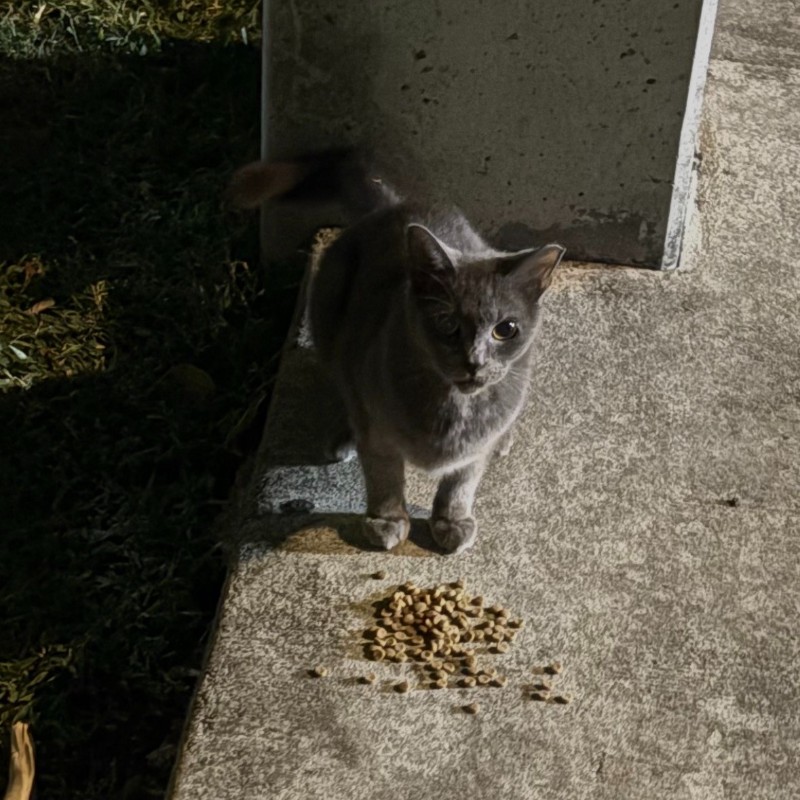 Photo of Canela