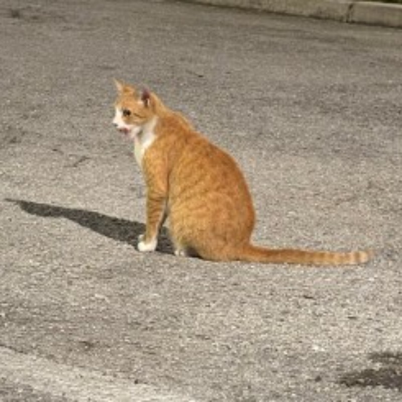Photo of Ember