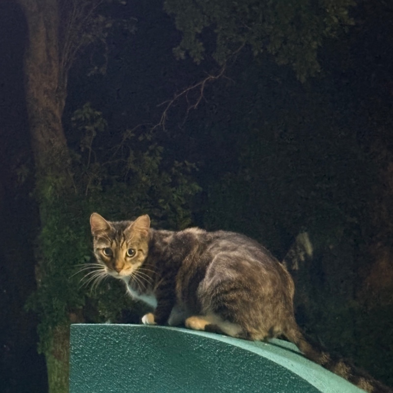 Photo of Toston