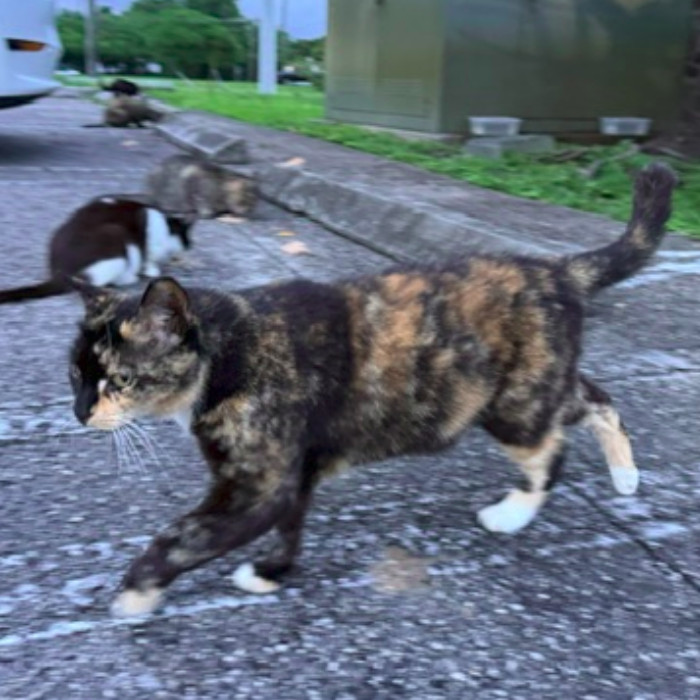 Photo of Cinnamon